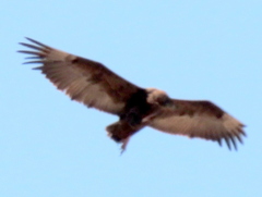 Terathopius ecaudatus