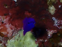 Pseudochromis fridmani