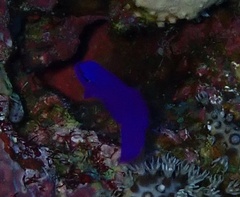 Pseudochromis fridmani