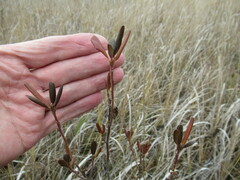 Rhododendron dauricum