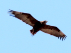 Terathopius ecaudatus