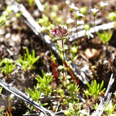 Parentucellia latifolia
