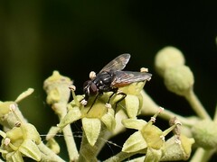 Musca autumnalis