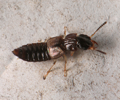 Anotylus insignitus