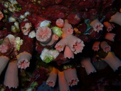 Cladopsammia gracilis