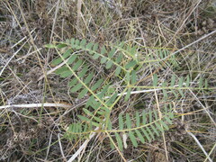 Vicia nervata