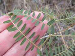 Vicia nervata