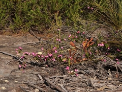 Boronia serrulata