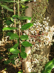 Syzygium branderhorstii