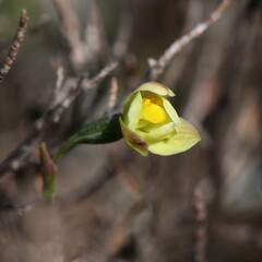 Thelymitra flexuosa
