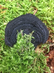 Ischnoderma benzoinum