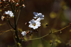 Drosera gigantea