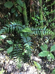 Asplenium polyodon