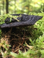 Ischnoderma benzoinum