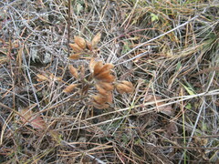 Trifolium lupinaster