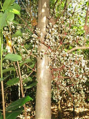 Syzygium branderhorstii