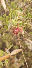 Periploca laevigata angustifolia