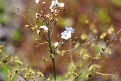 Drosera gigantea
