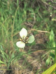 Moraea tricuspidata