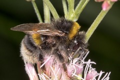 Bombus