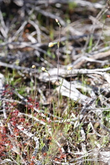 Thelymitra flexuosa