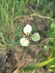 Moraea tricuspidata