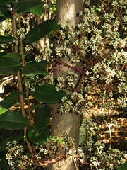 Syzygium branderhorstii