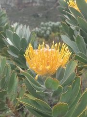 Leucospermum conocarpodendron conocarpodendron