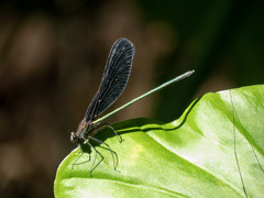 Atrocalopteryx atrata