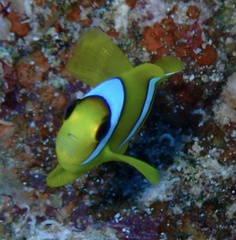 Amphiprion bicinctus