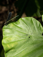 Atrocalopteryx atrata