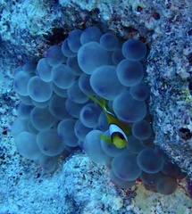 Amphiprion bicinctus