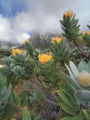 Leucospermum conocarpodendron conocarpodendron