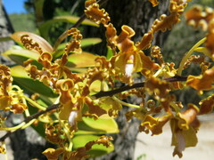 Dendrobium discolor