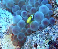 Amphiprion bicinctus