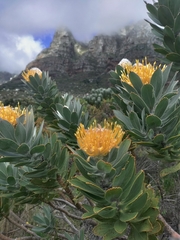 Leucospermum conocarpodendron conocarpodendron