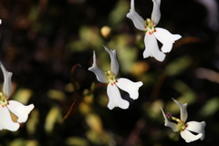 Stylidium emarginatum