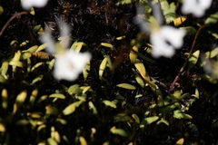 Stylidium emarginatum