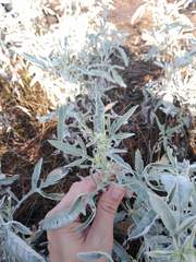 Ambrosia grayi