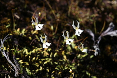 Stylidium emarginatum