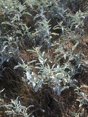 Ambrosia grayi