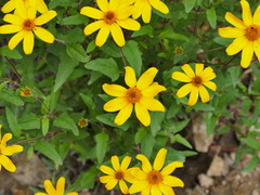 Heliopsis parvifolia