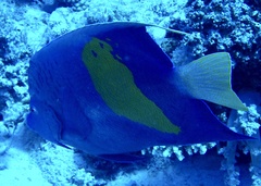 Pomacanthus maculosus