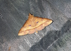Hypospila creberrima