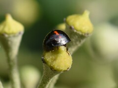 Chilocorus bipustulatus