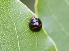 Chilocorus bipustulatus