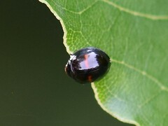 Chilocorus bipustulatus