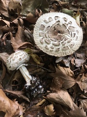 Chlorophyllum rhacodes