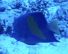 Pomacanthus maculosus