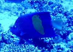 Pomacanthus maculosus